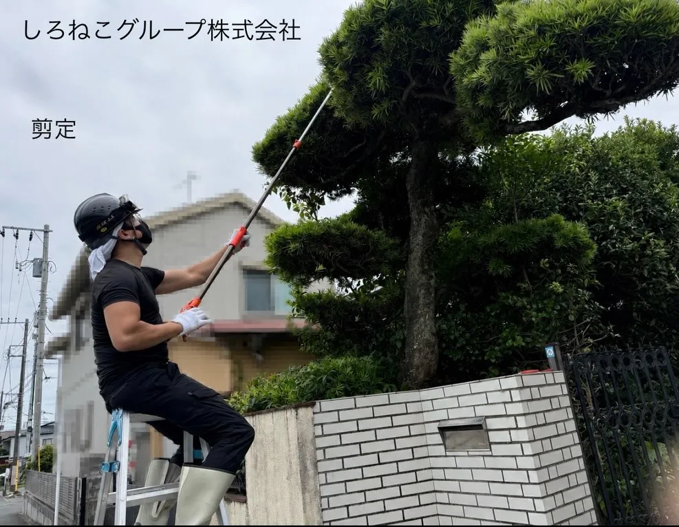剪定